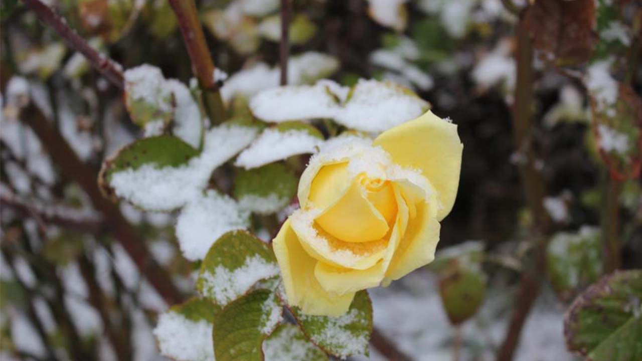 Çiçekler Kar Altında Kaldı (4)