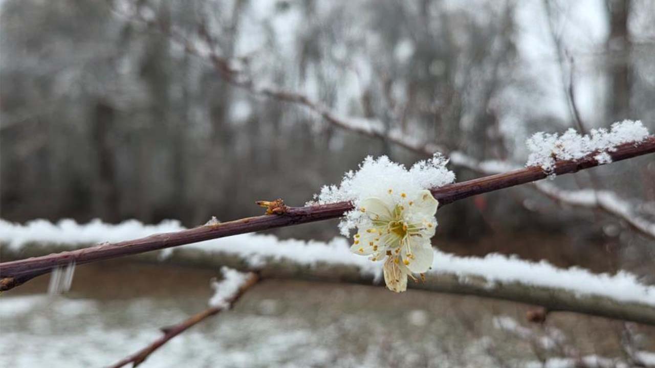 Erik Ağacı Sorgun Araplı (3)