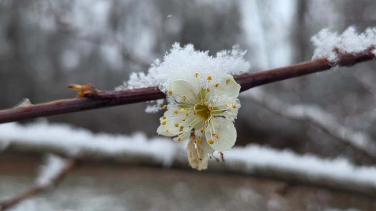 Erik Ağacı Sorgun Araplı (4)