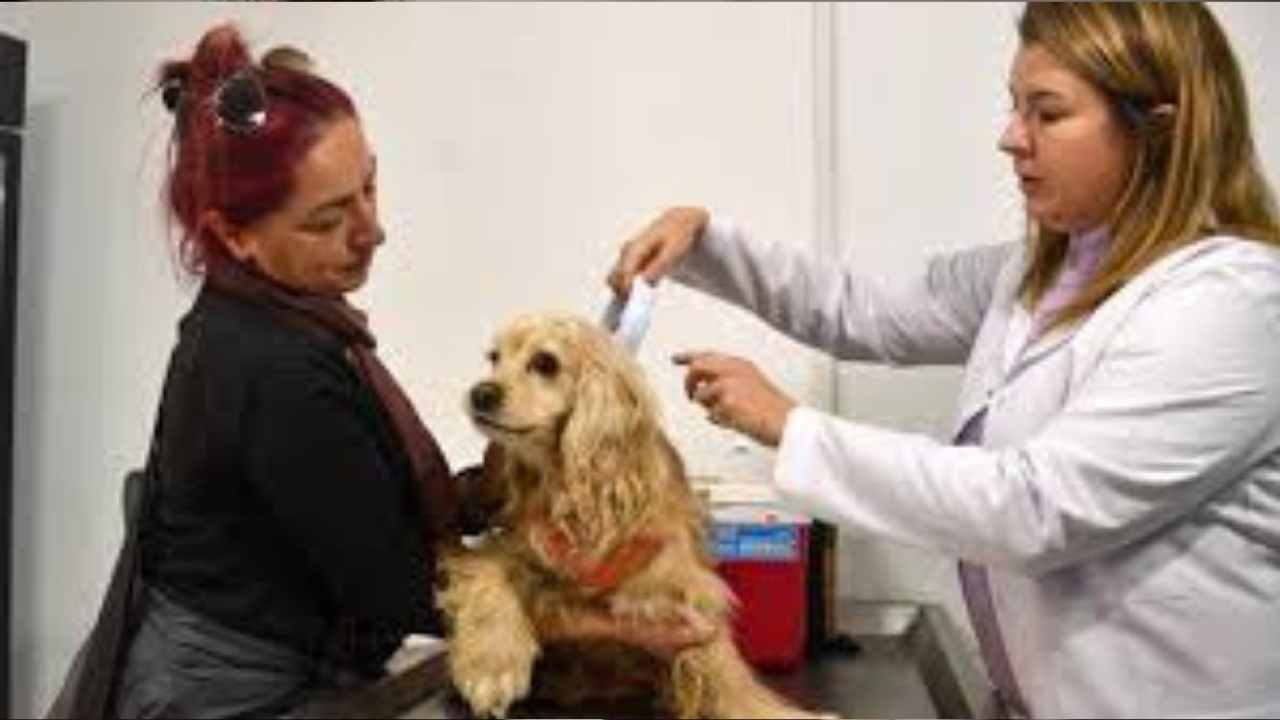 Evcil Hayvanlara Çip Takma Süresi Bitiyor (2)