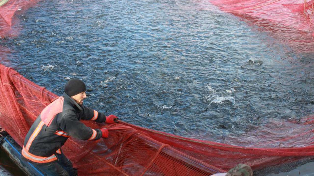 Iha Bozkır Balıkçılık (2)