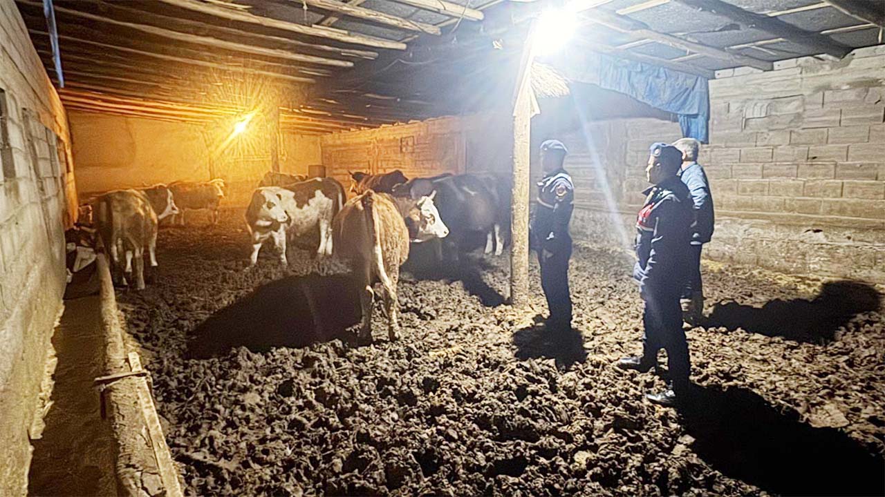 Jandarma Kayip Büyükbaş (2)