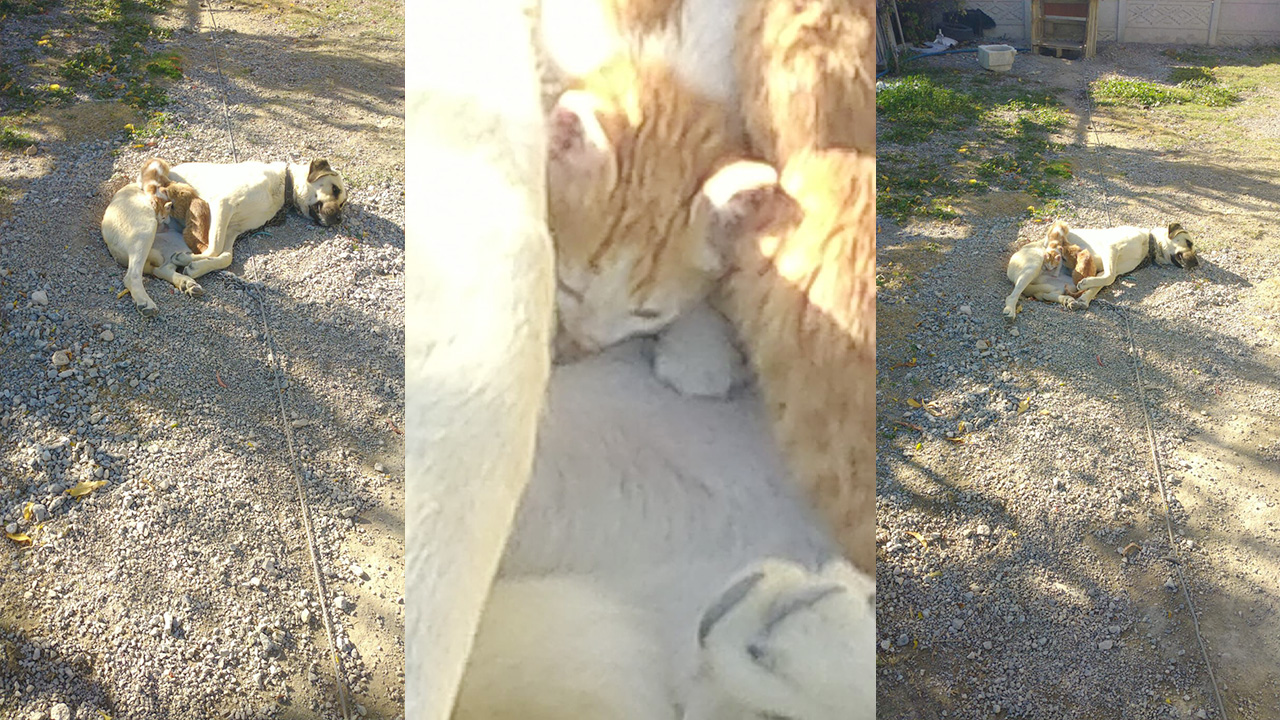 Kedilere Köpek Annelik Yapıyor