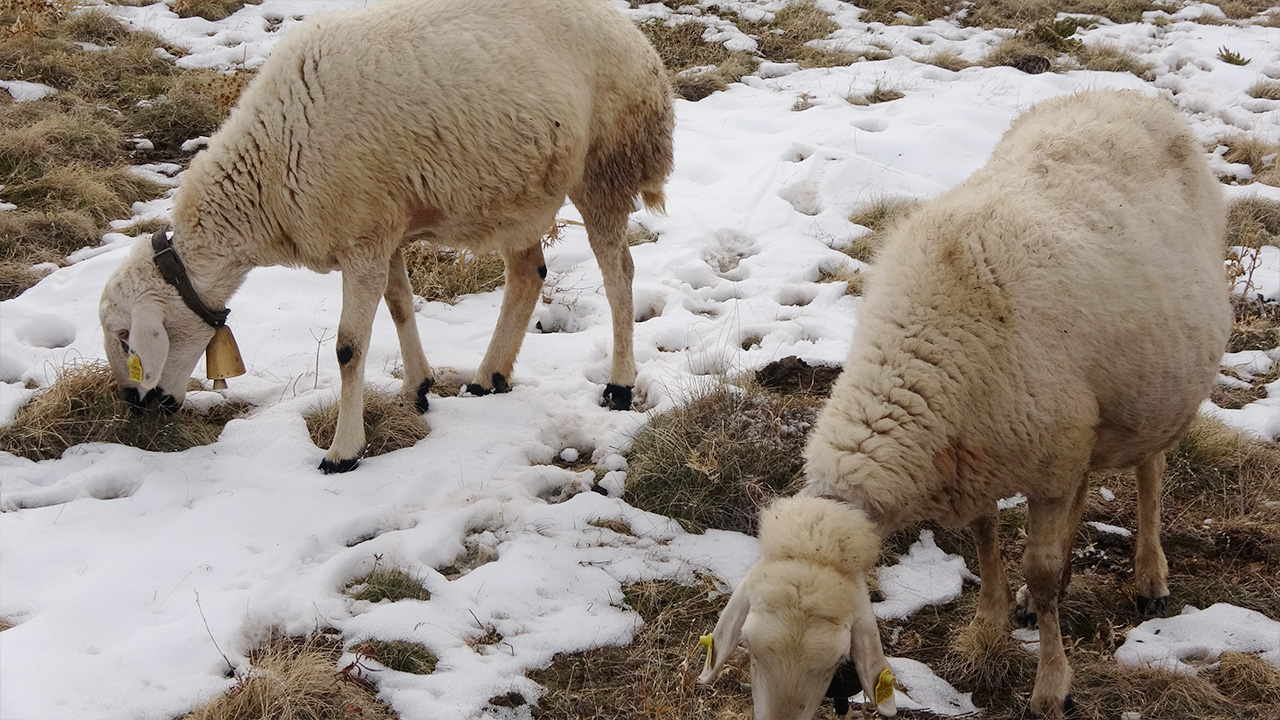 Tartışma Sürü (5)