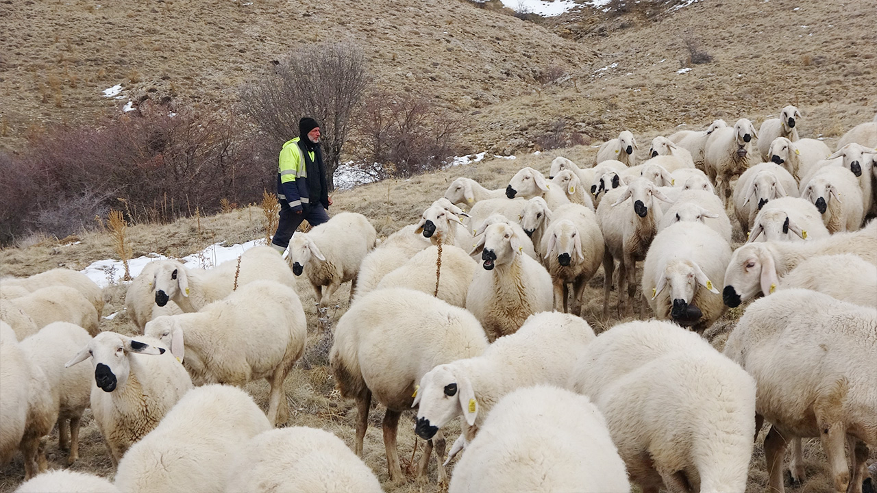 Tartışma Sürü (6)