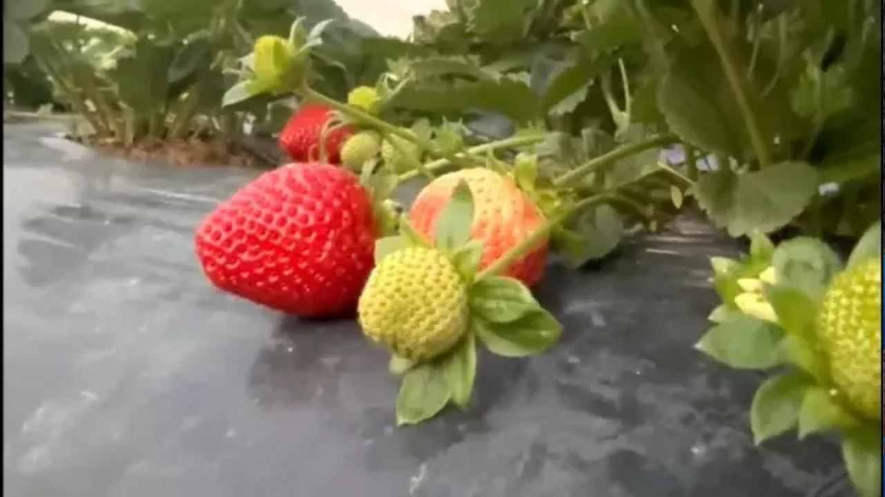 Yaz Meyvesinde Kış Mucizesi-1