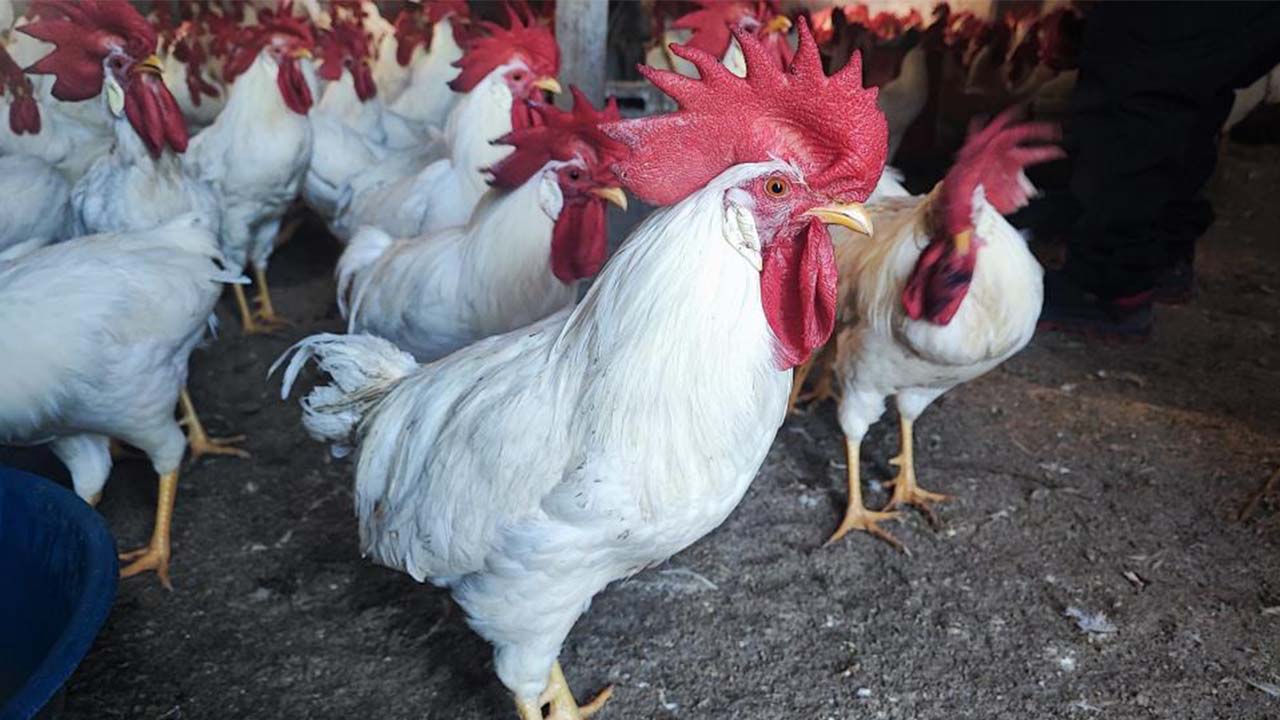 Yozgat Hobi Horoz (2)