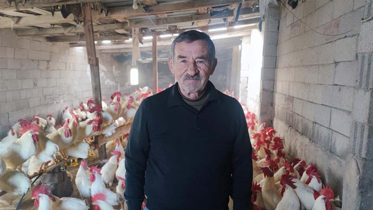 Yozgat Hobi Horoz (3)