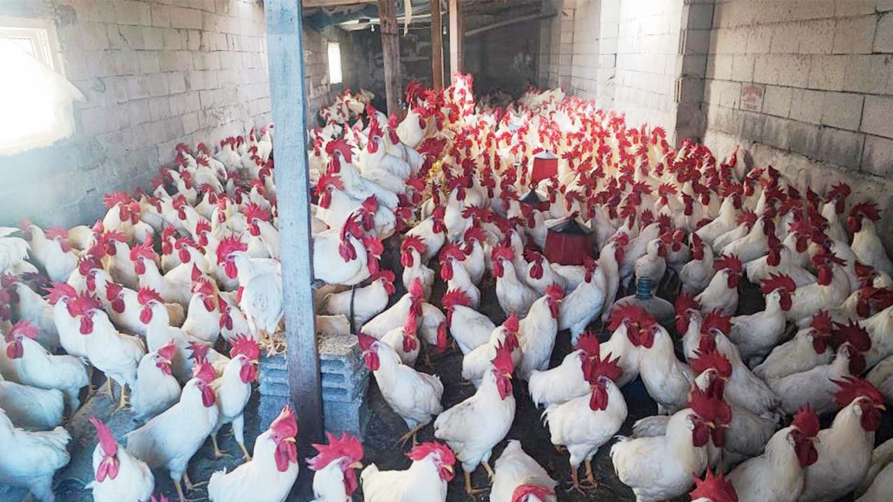 Yozgat Hobi Horoz (4)