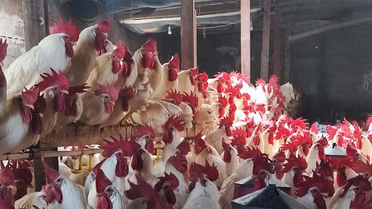 Yozgat Hobi Horoz (5)