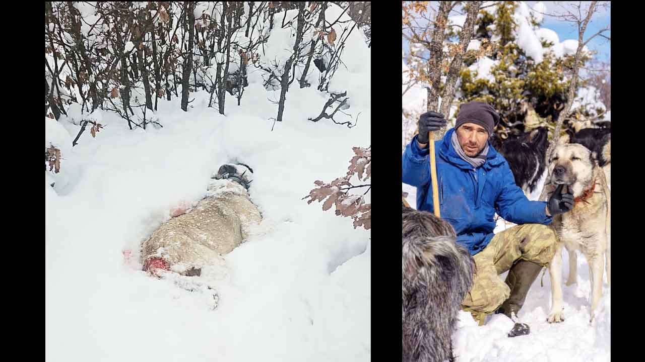 Akdağmadeni Köpek Öldürüldü 2