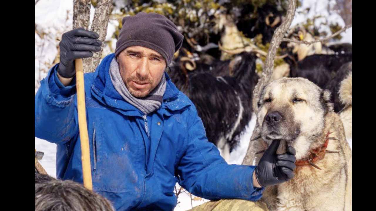 Akdağmadeni Köpek Öldürüldü