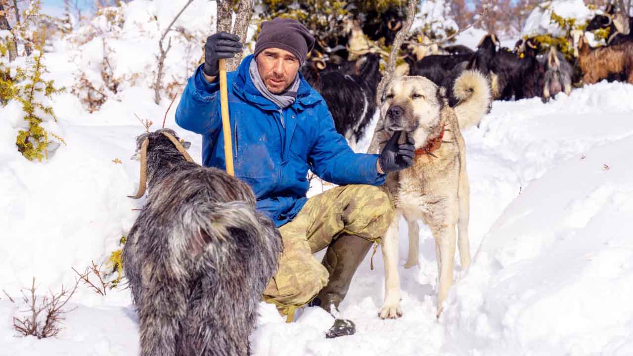 Akdağmadenide Çoban Köpeğini Kim Öldürdü