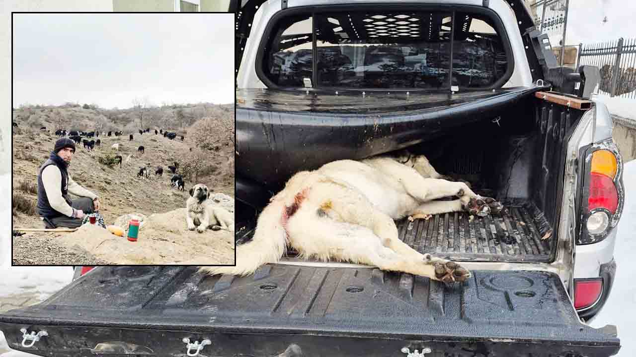 Akdağmadenide Çoban Köpeğini Kim Öldürdü2