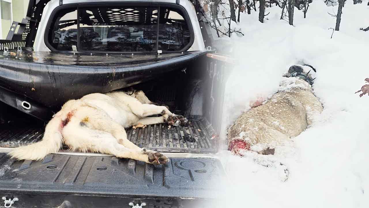 Akdağmadenide Çoban Köpeğini Kim Öldürdü3