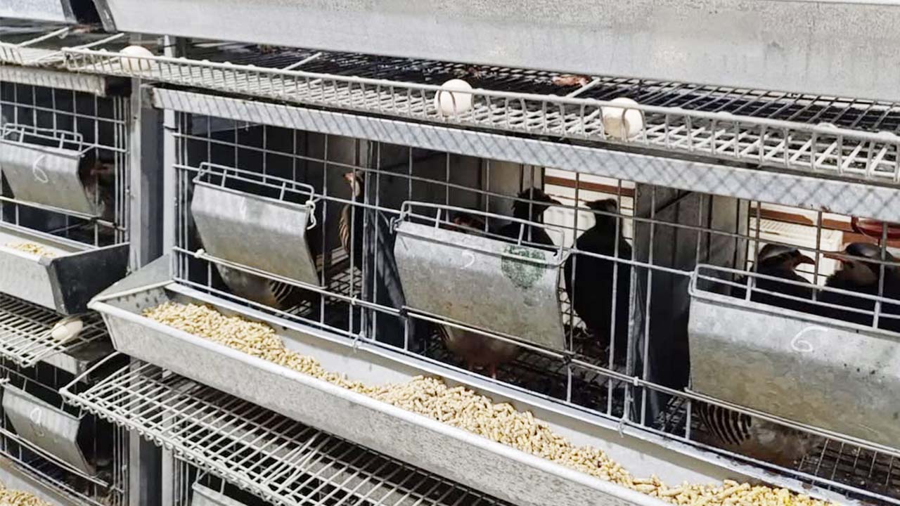 Çalatlı Keklik Ziyaret (2)