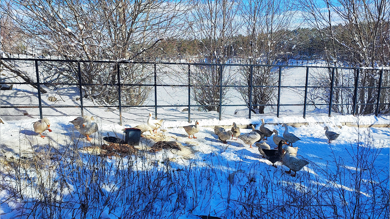 Göletler Buz Tuttu (6)