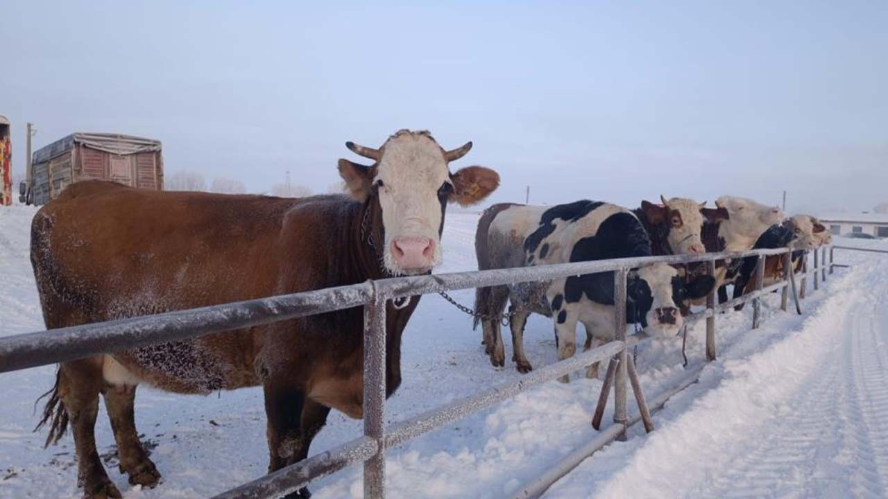 Sivas Hayvan Pazarı (1)