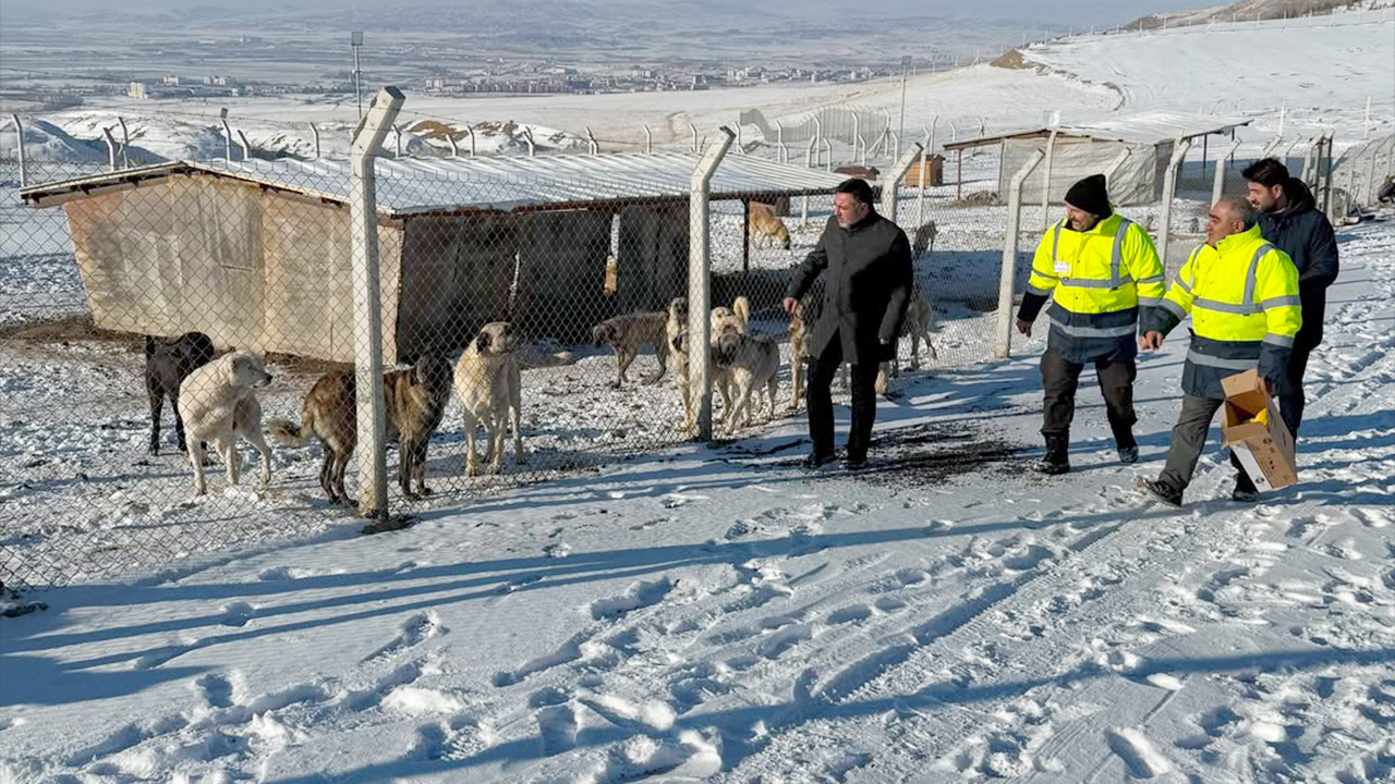Yerköy’de Can Dostlara Kış Güvencesi (6)
