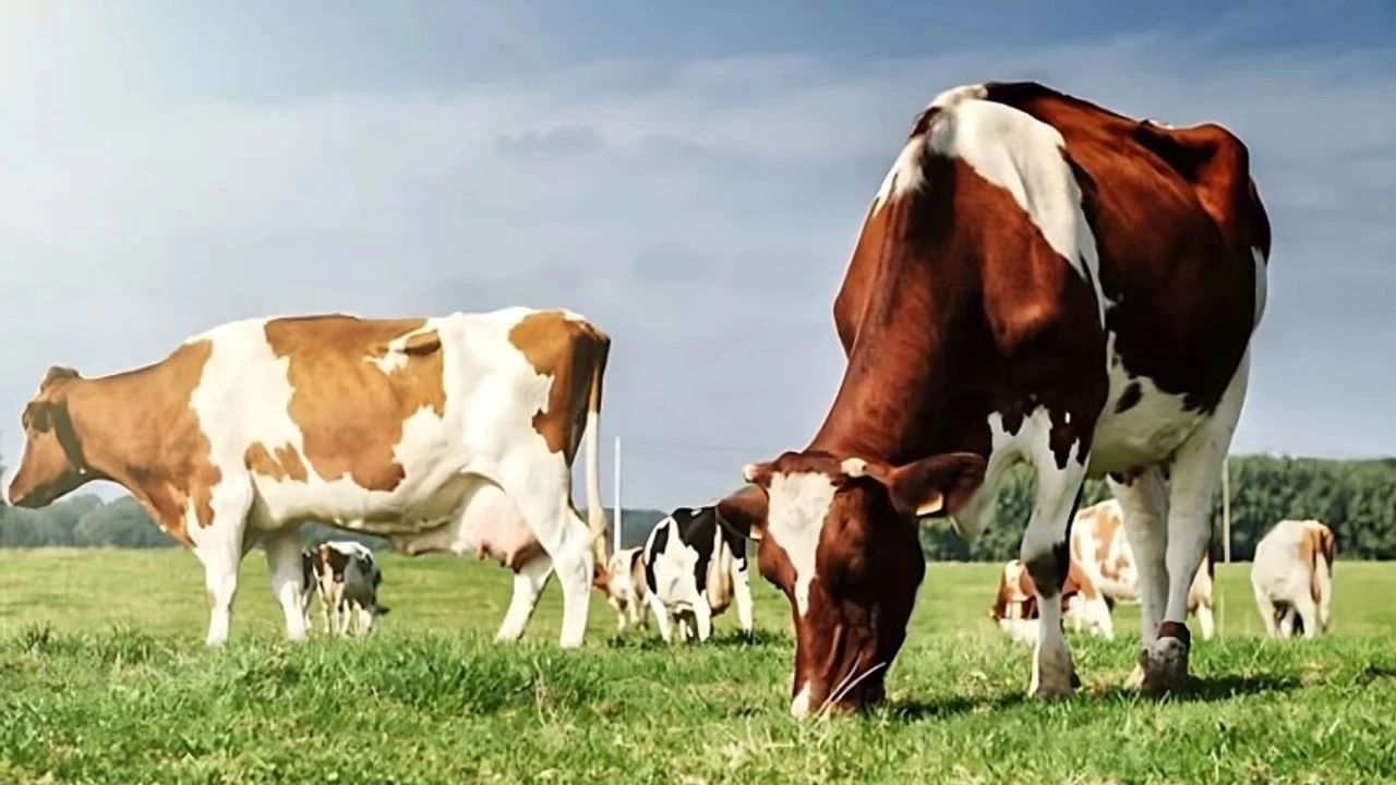 Yozgatlı Besiciler İçin Takvim Belli Oldu-1