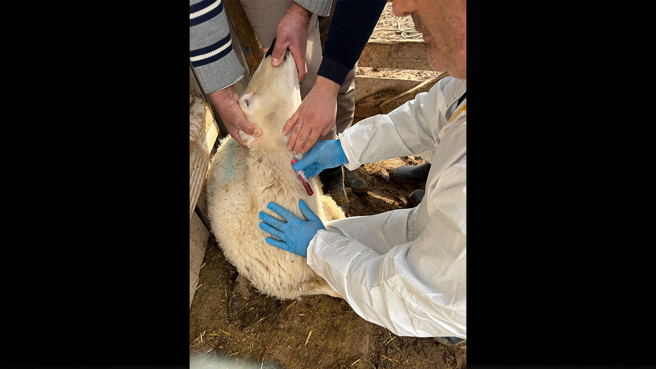 Şapa Karşı Çalışma (2)