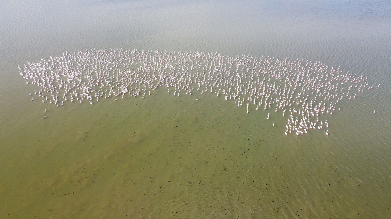 Allı Turnalar (1)-1