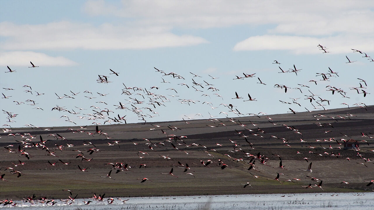 Allı Turnalar (5)-1