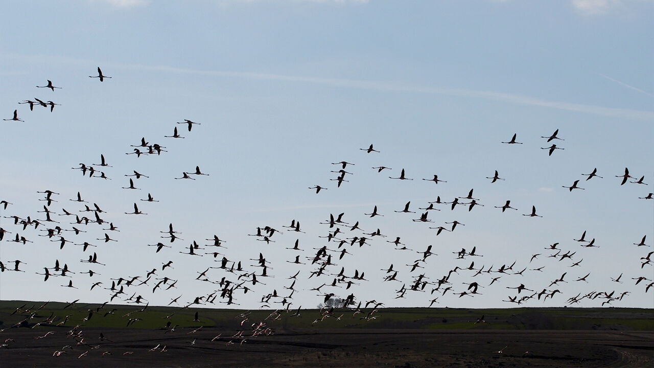 Allı Turnalar (6)-1