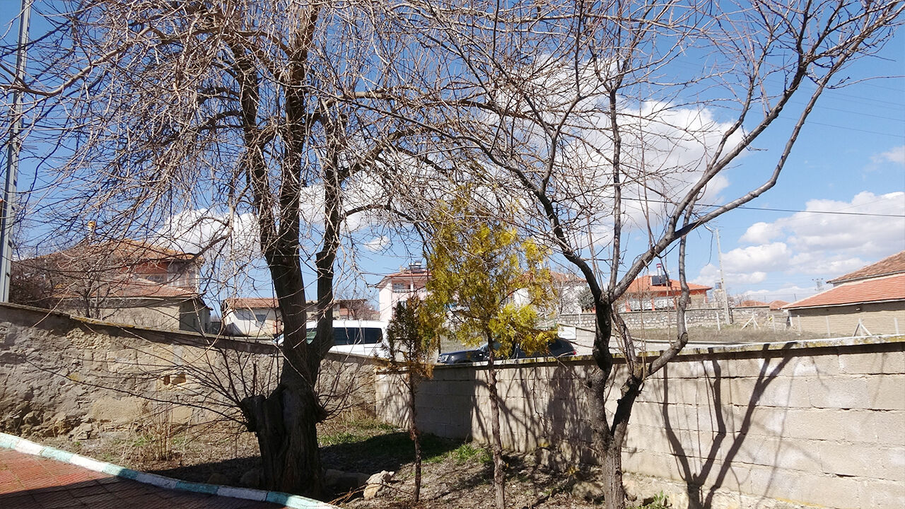 Incirin Adı Yok (3)