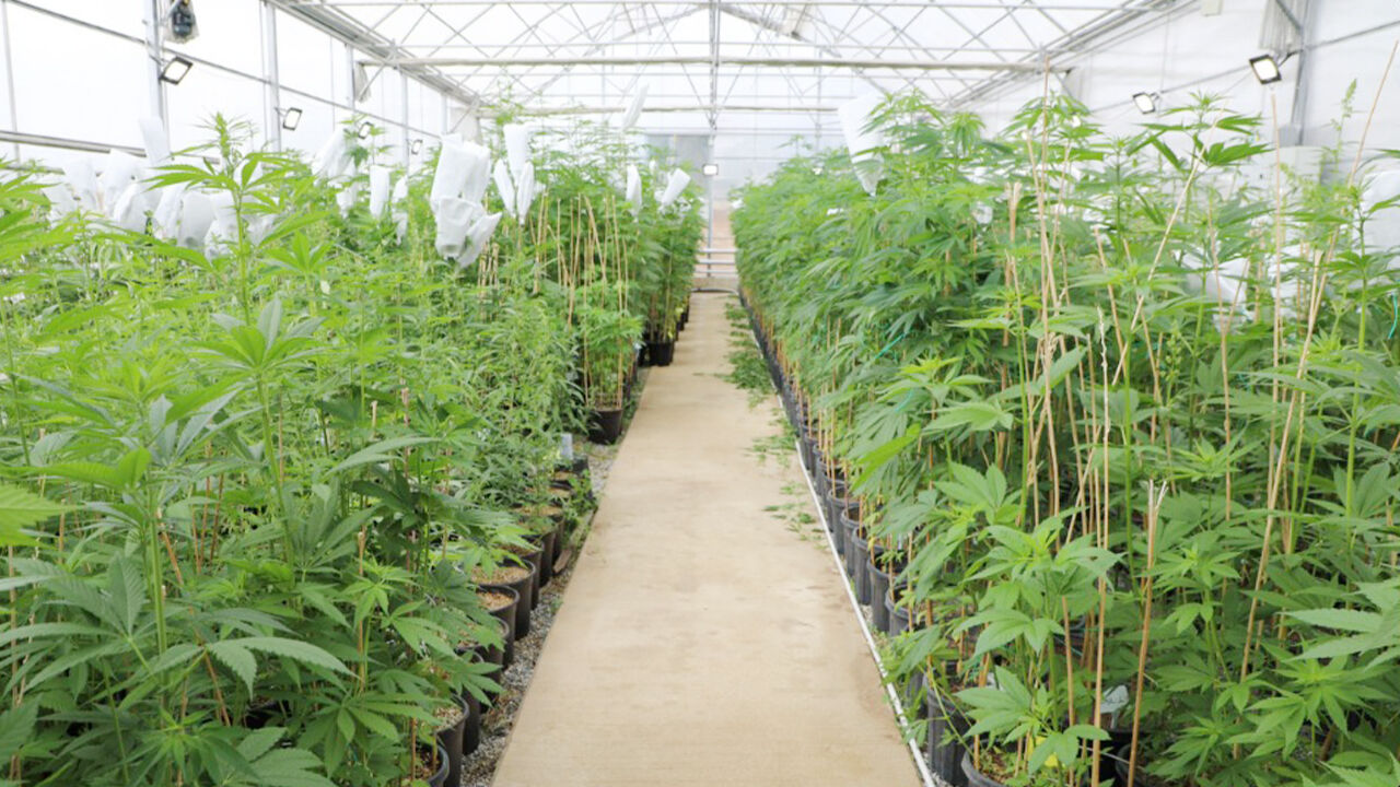 Kenevirde Yeni Dönem (2)