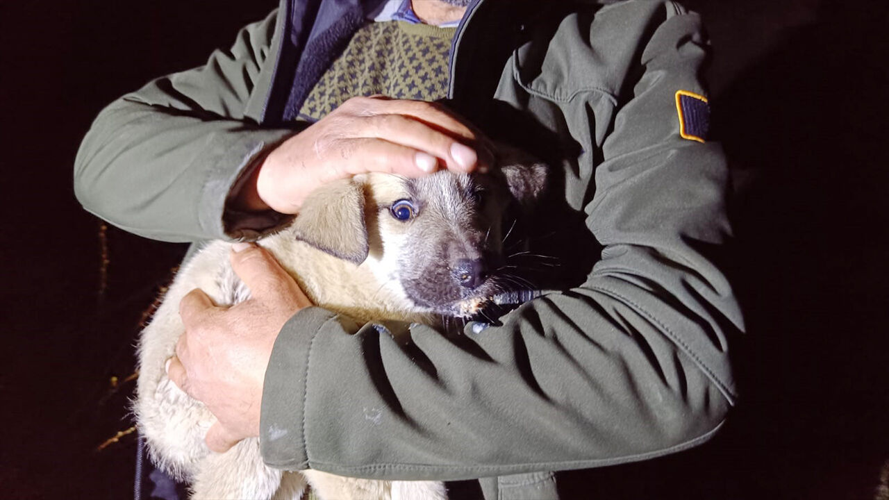 Yavruları Kurtardı! (1)