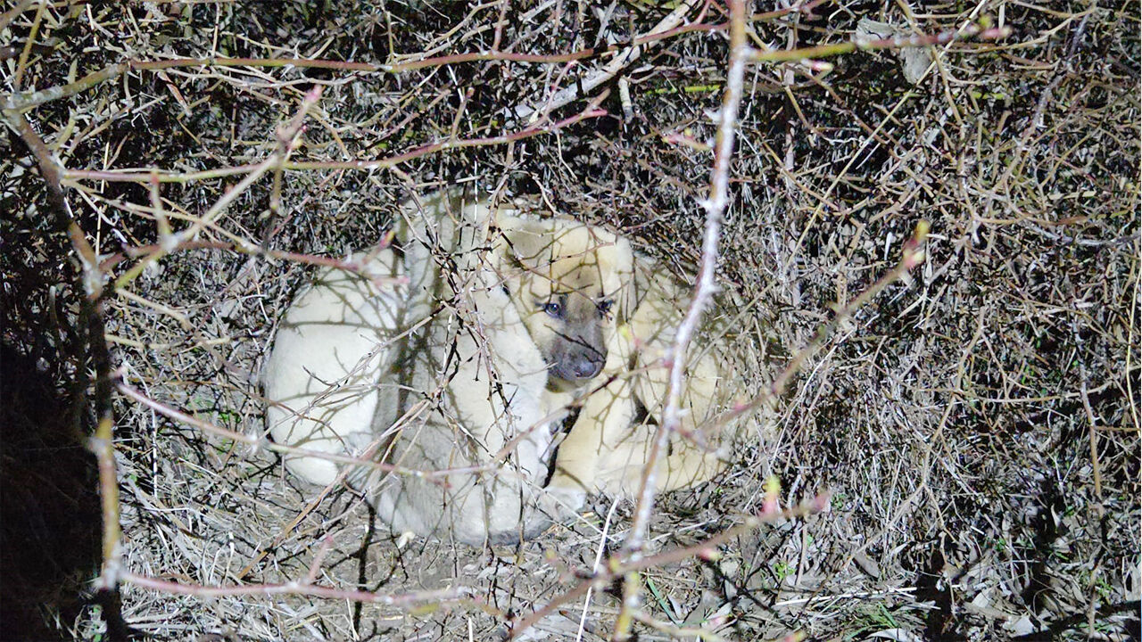 Yavruları Kurtardı! (3)