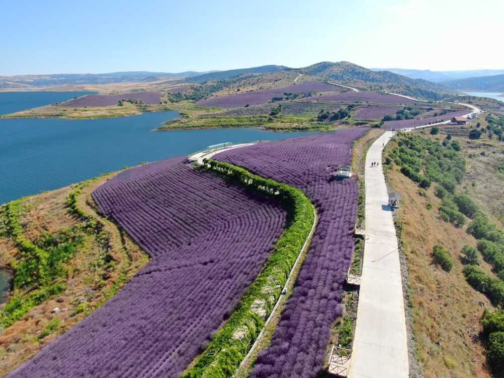 Çekerek Lavanta Parkı Yaz Sezonuna Hazırlanıyor: 11 Bin Metrekarelik Alanda Yenileme Çalışması
