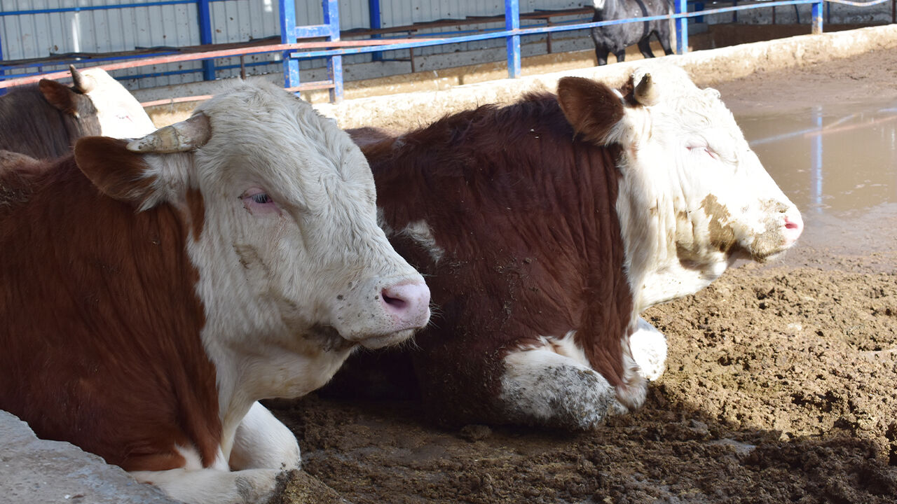 Baba Ocağına Bereketli Dönüş (1)