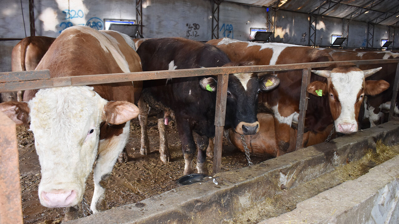 Baba Ocağına Bereketli Dönüş (6)