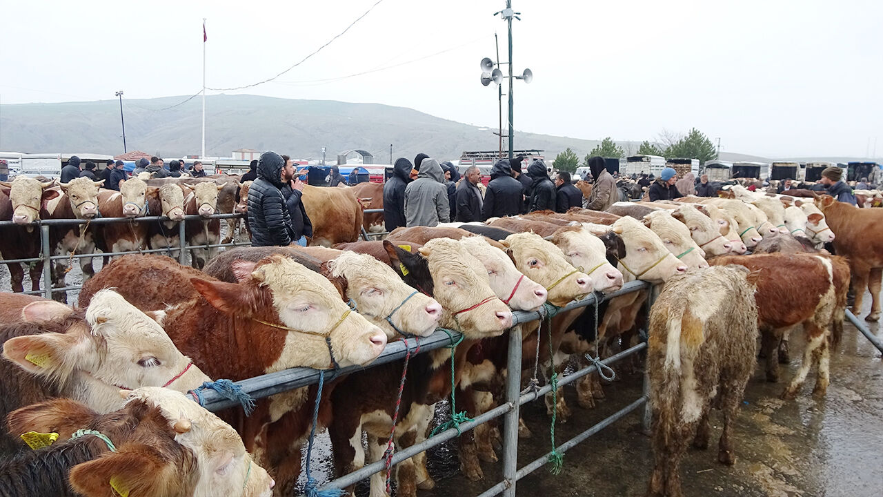 Kurbanlar Ne Kadar (1)