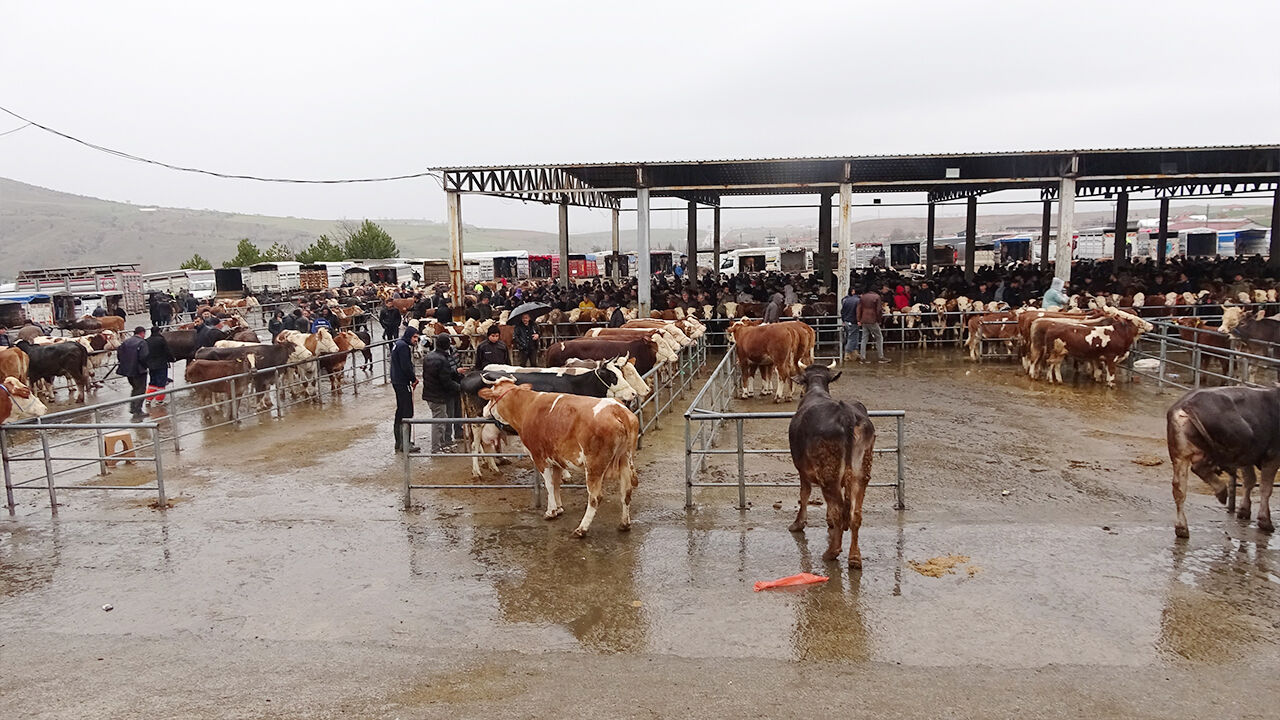 Kurbanlar Ne Kadar (3)