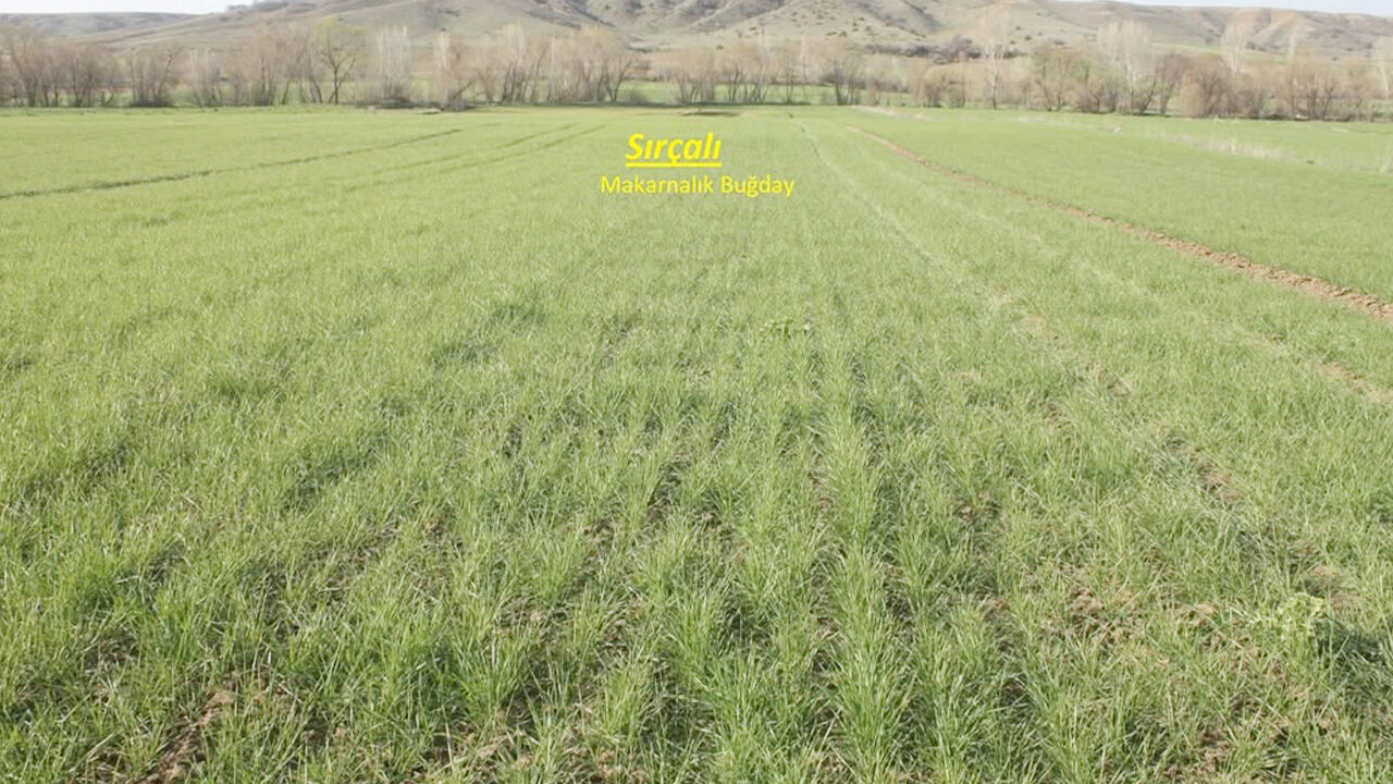 Yeni Çeşitler Tarlada (1)