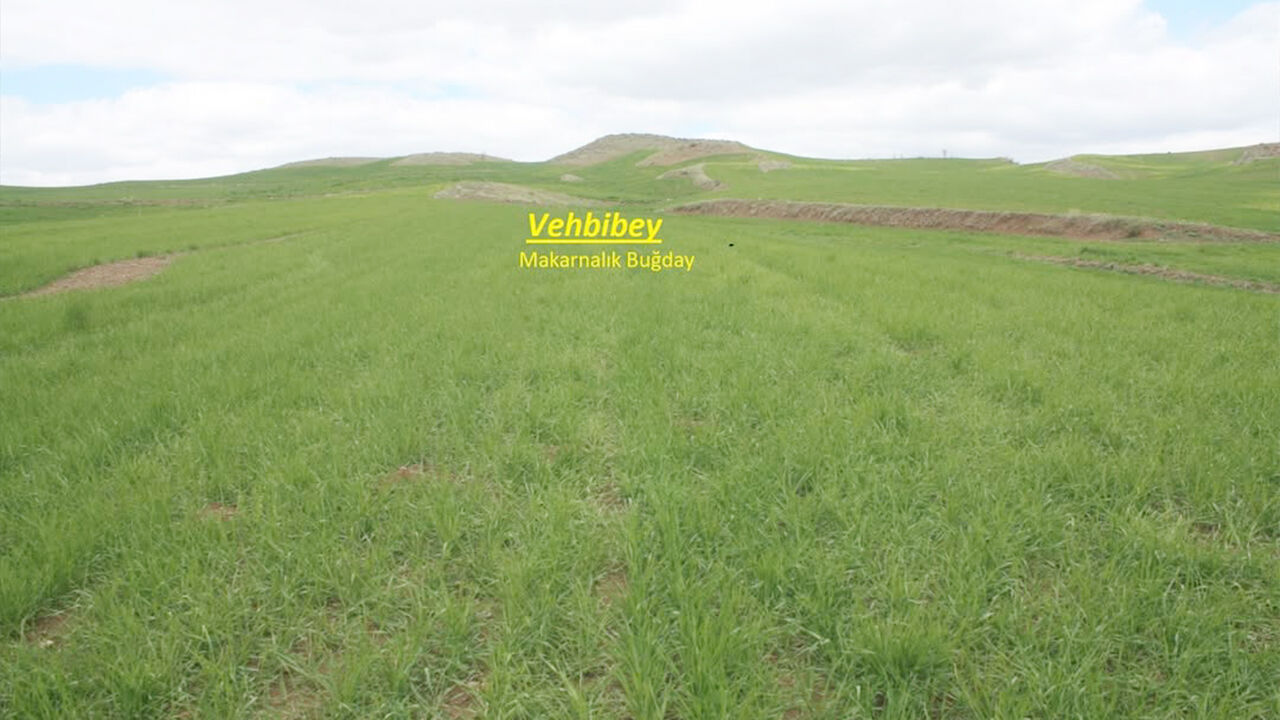 Yeni Çeşitler Tarlada (2)