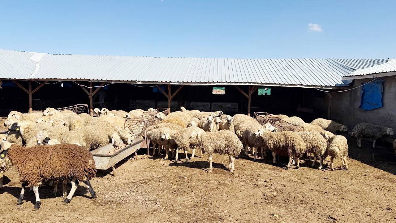 Yeni Yem Patates! (2)