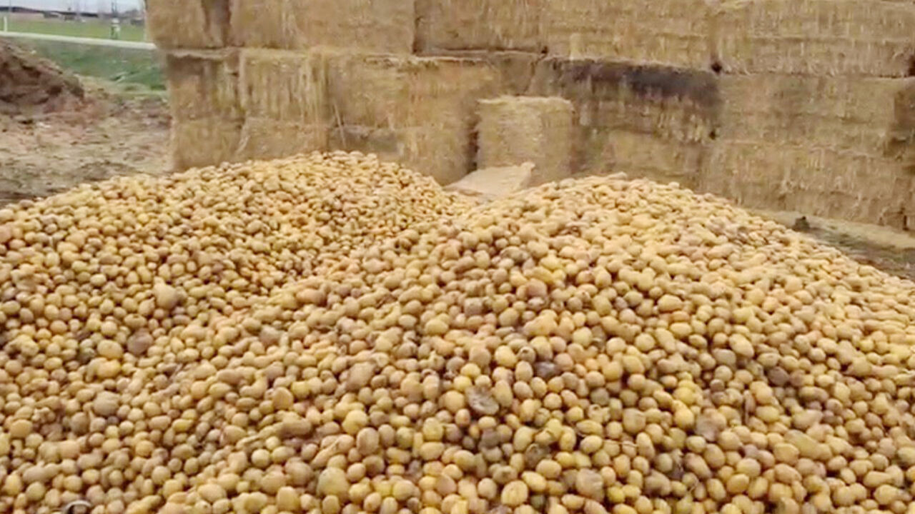 Yeni Yem Patates! (4)