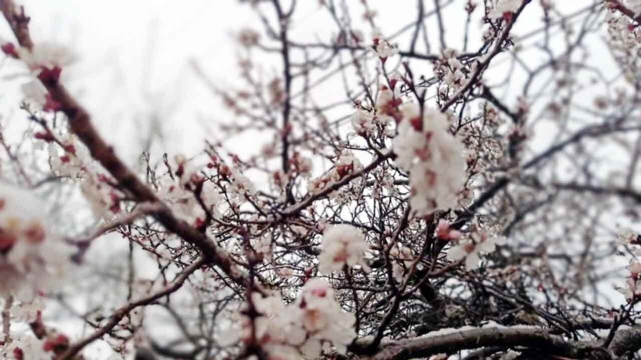 Yozgatta Kar Yağdı2