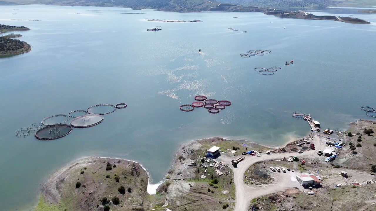 Balık (3)