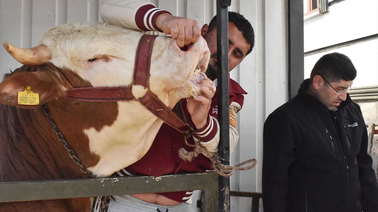 Kurbanınız Sağlıklı Olsun! (3)