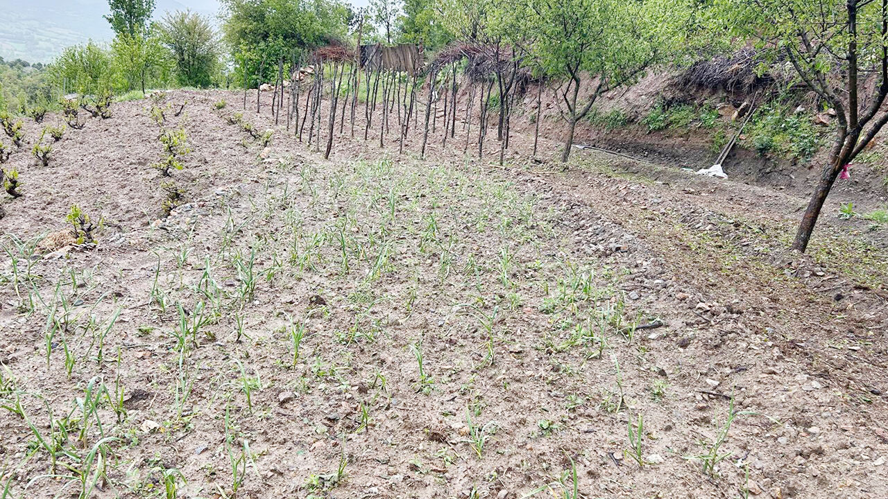 Yağmur Tarım Arazilerini Vurdu! (3)