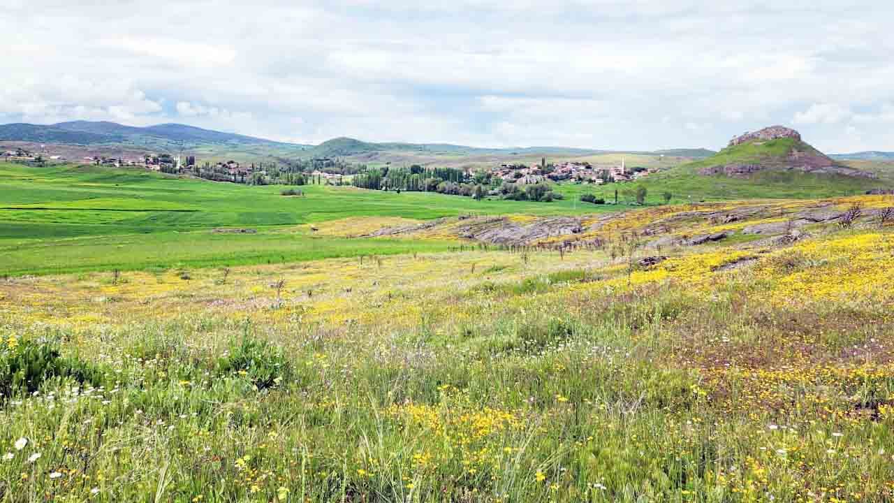 Yozgat Dev Mantarlar 2